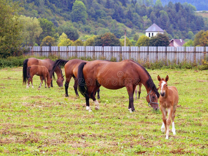 Horses grazing in field