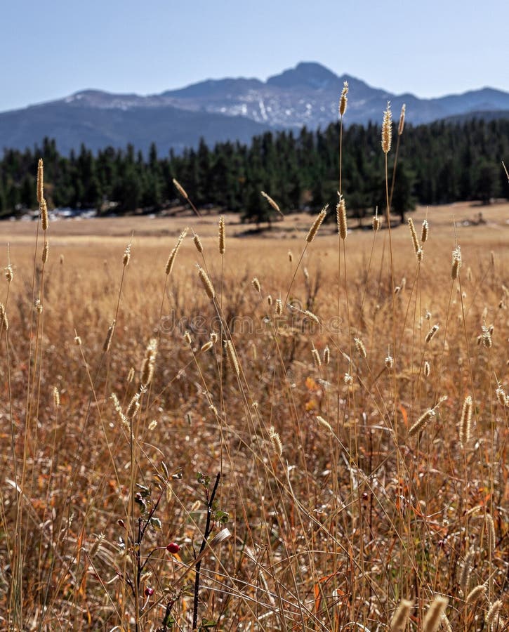 A scenic view of delicate golden wheat foreground against a backdrop of conifer trees and hazy blue mountains