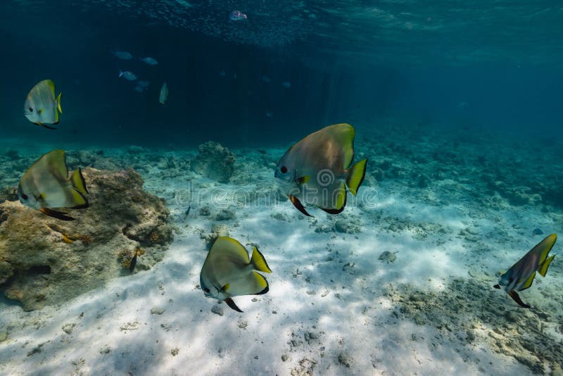 Scenic View of Exotic Fish Swimming Underwater in Maldives Stock Photo ...