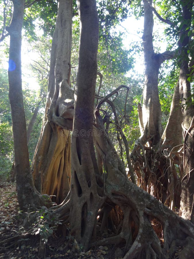 Scenic view of forest trees branches royalty free stock photos