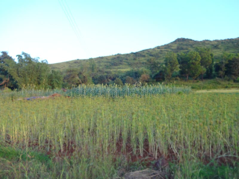 Scenic view of landscape in the village stock images