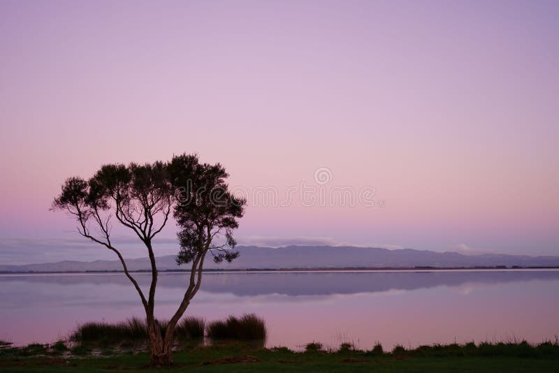 Scenic view of lonely tree on Lake Wairarapa shore during pink cloudless sunset reflected in water