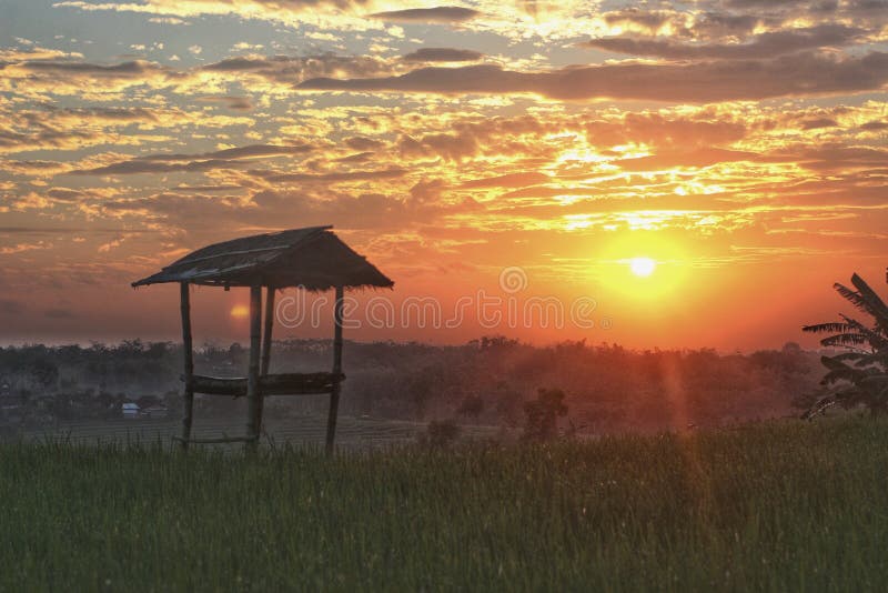 Scenic view of a rice field in East Java, Indonesia with a wooden hut at dawn royalty free stock photos