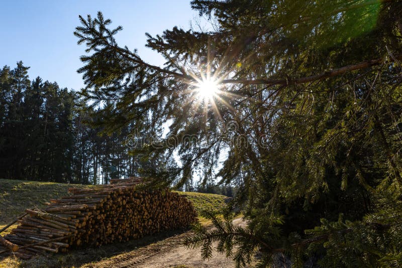 Opening Tree Cone in Warm Weather - Stock Photo Stock Image