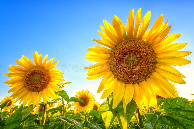 Scenic view of sunflowers or helianthus yellow flowers against blue sky background, agricultural summer field at sunset