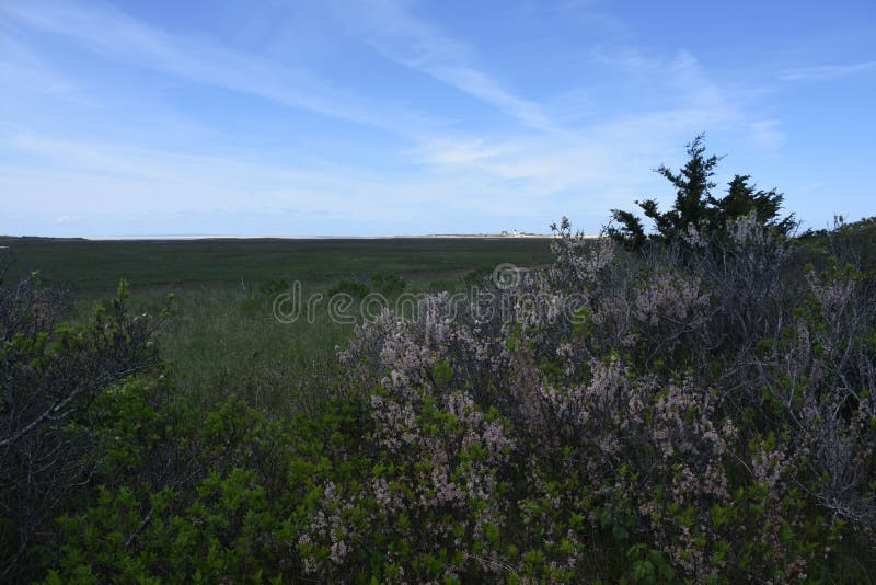 Scenic View of Tidal Flats and Coastal Brush stock photo