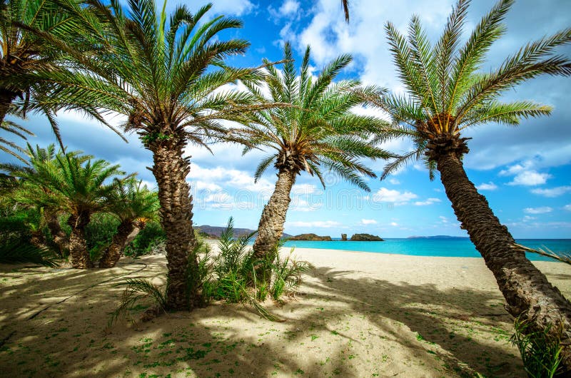 Sceniczny krajobraz drzewka palmowe, turkus woda i tropikalna plaża, Vai, Crete obraz royalty free Sceniczny krajobraz drzewka palmowe, turkus woda i tropikalna plaża, Vai, Crete obraz royalty free