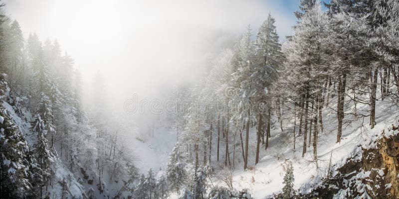 Sceniczny widok góry i drzewa w śniegu blisko Neuschwanstein obraz stock