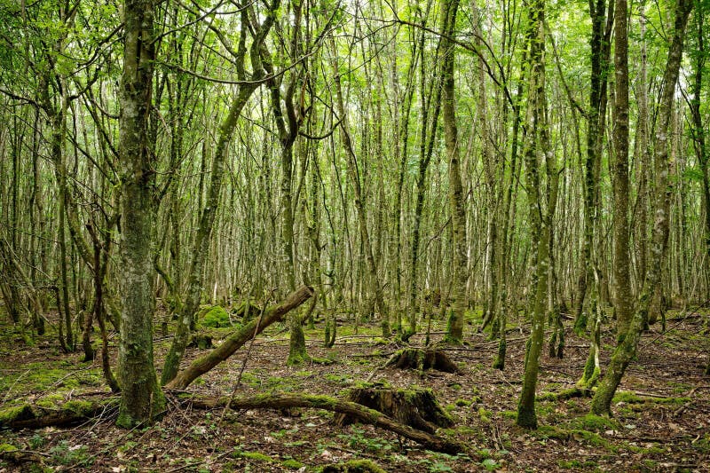 Sceniczny widok lasu zieleni w lecie w południowych niemkach. Malowniczy widok na bujne zielone lasy latem w południowych niemkach