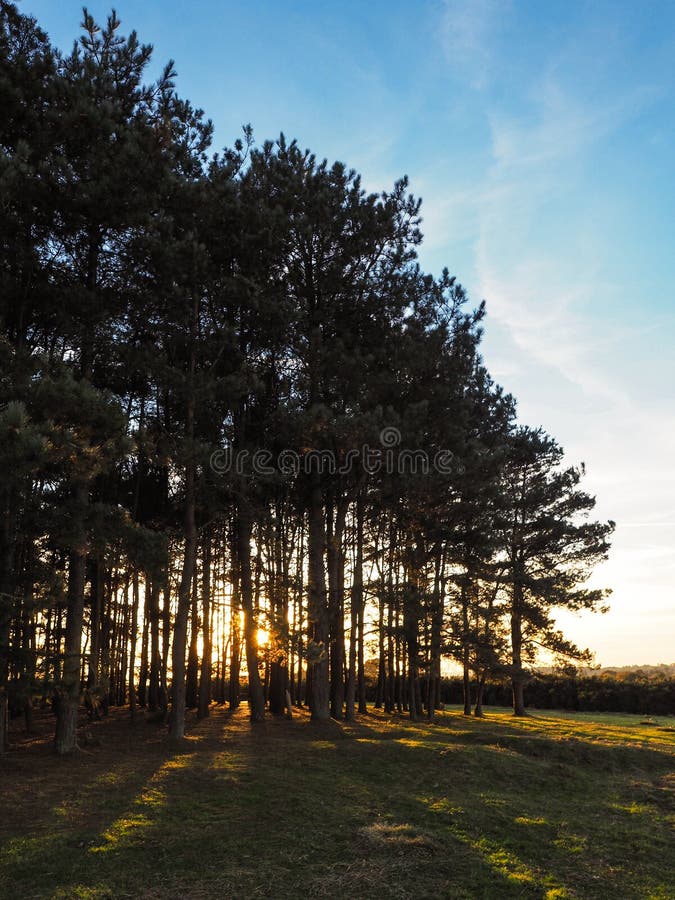 Sceniczny widok przyjaciel kępa zdjęcie stock Sceniczny widok przyjaciel kępa zdjęcie stock