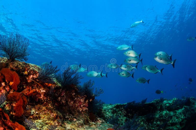 Scenika rafy koralowej