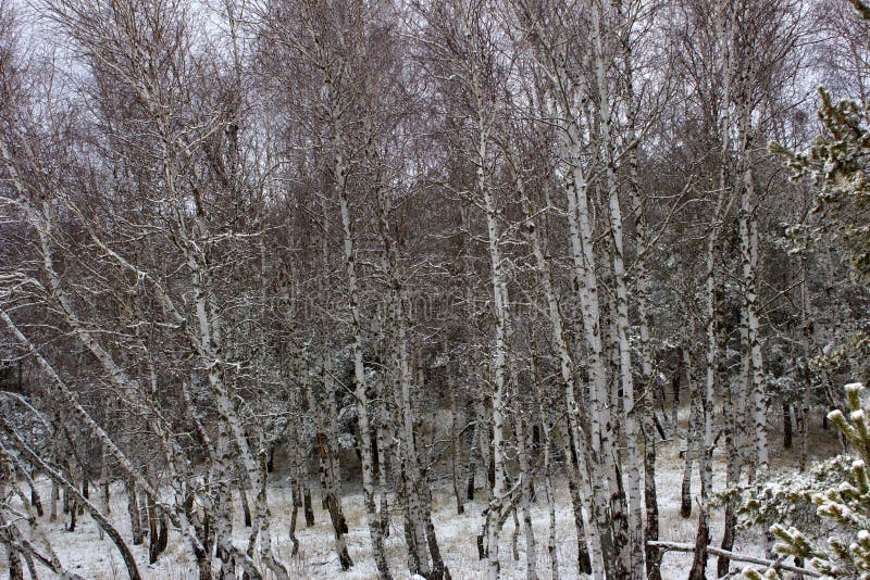 Sceniskt härlig natur för vinterskog i vinter arkivbilder Sceniskt härlig natur för vinterskog i vinter arkivbilder