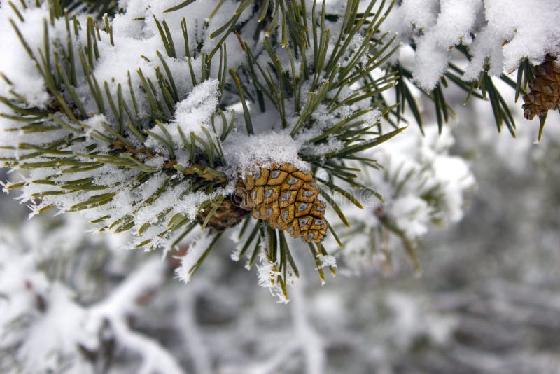 Sceniskt härlig natur för vinterskog i vinter arkivfoton Sceniskt härlig natur för vinterskog i vinter arkivfoton