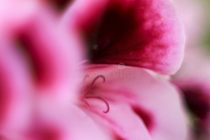 Scented Geranium Pelargonium Crispum Flower Stock Photo Image of