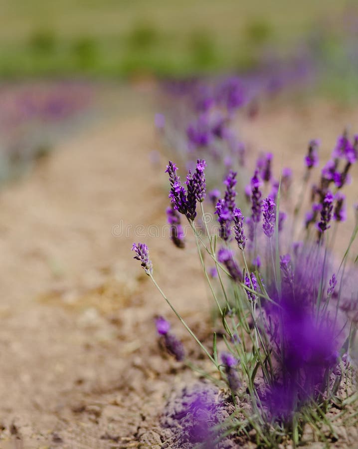 Scenvy blåsa lavender-fält som visar rader med purpurfärgade blommor och naturkoncept arkivbild
