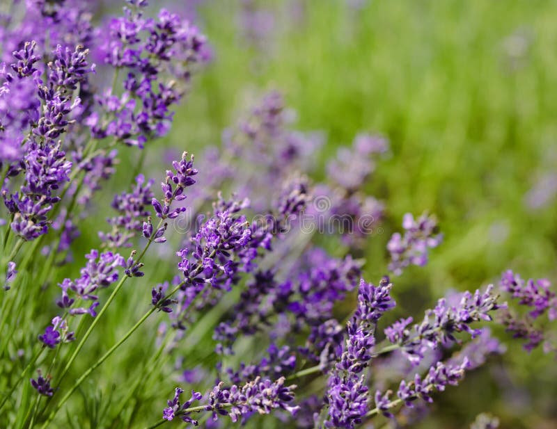 Scenvy blåsa lavender-fält som visar rader med purpurfärgade blommor och naturkoncept arkivbilder