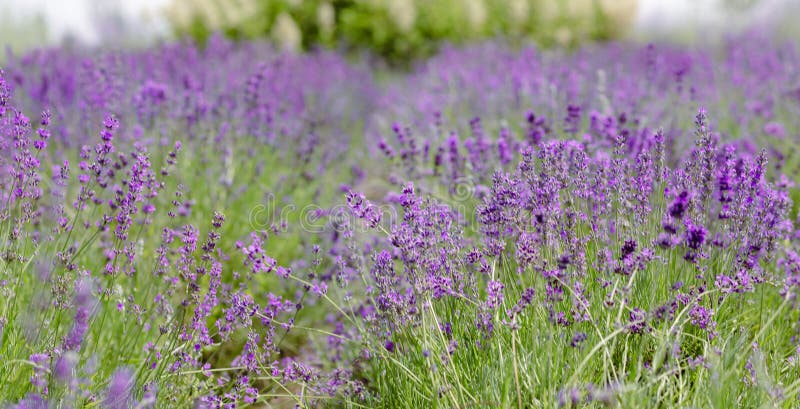 Scenvy blåsa lavender-fält som visar rader med purpurfärgade blommor och naturkoncept royaltyfri bild