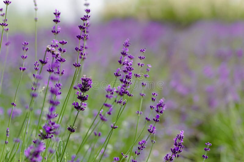 Scenvy blåsa lavender-fält som visar rader med purpurfärgade blommor och naturkoncept arkivbilder