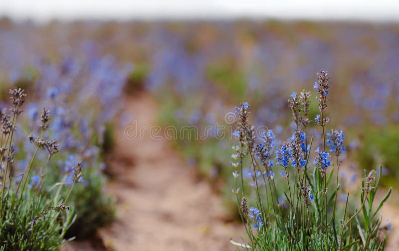 Scenvy blåsa lavender-fält som visar rader med purpurfärgade blommor och naturkoncept arkivfoton