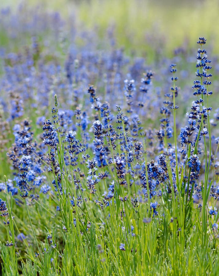 Scenvy blåsa lavender-fält som visar rader med purpurfärgade blommor och naturkoncept royaltyfri foto