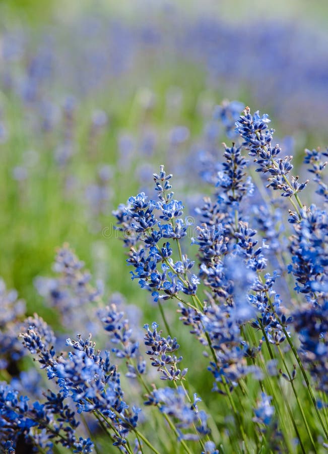 Scenvy blåsa lavender-fält som visar rader med purpurfärgade blommor och naturkoncept royaltyfri bild