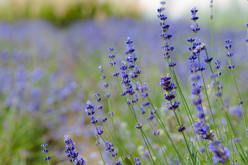 Scenvy blåsa lavender-fält som visar rader med purpurfärgade blommor och naturkoncept arkivbilder