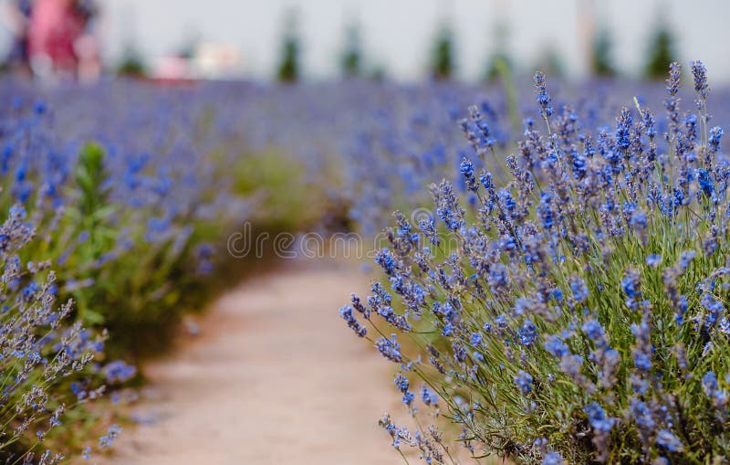 Scenvy blåsa lavender-fält som visar rader med purpurfärgade blommor och naturkoncept arkivfoton