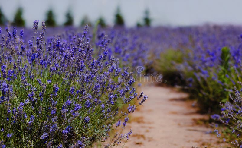 Scenvy för ett blomningsfält i lavender som visar rader med blå blommor. lavenderfält. perspektiv på lavparfältsrader med ytdjup. provrörsrese- och naturkoncept.