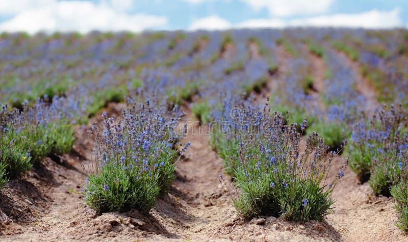 Scenvy för ett blomningsfält i lavender som visar rader med blå blommor. perspektiv för rader i laveringsfält royaltyfria foton