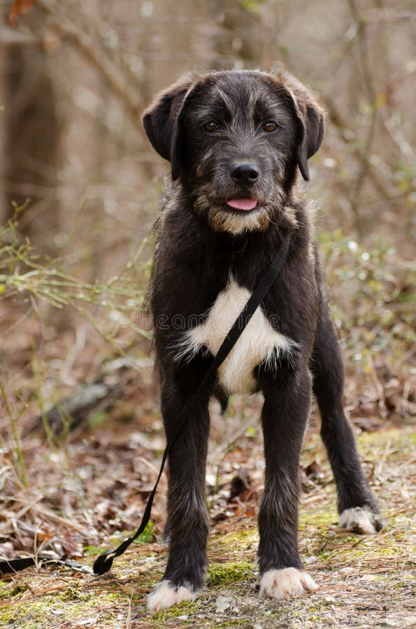 wire haired labrador