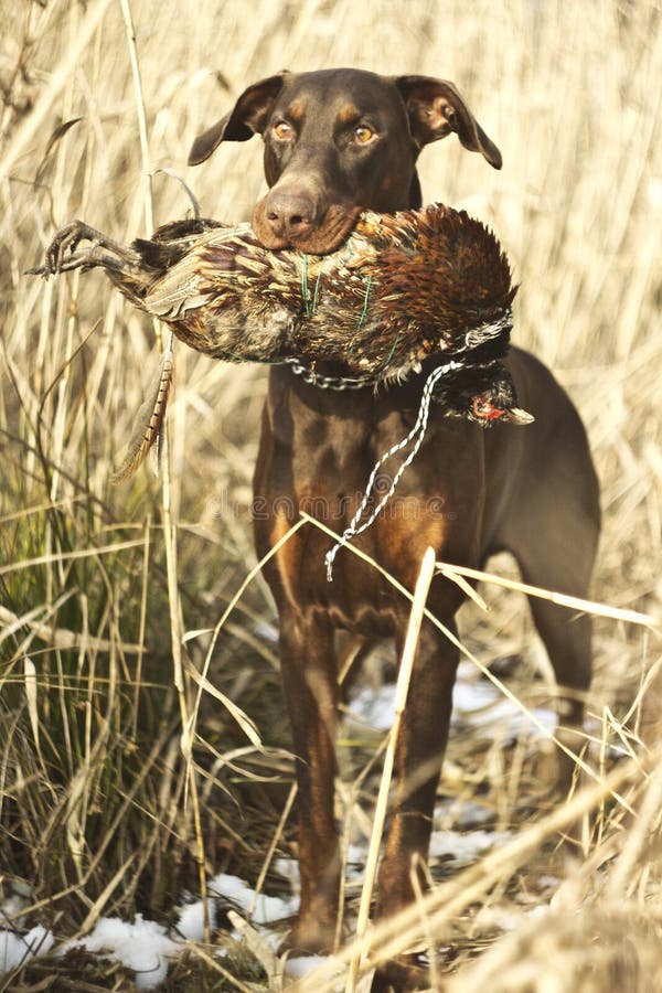 Schaferhund Und Brauner Dobermann Pinscher Stockbild Bild Von Dobermann Schaferhund