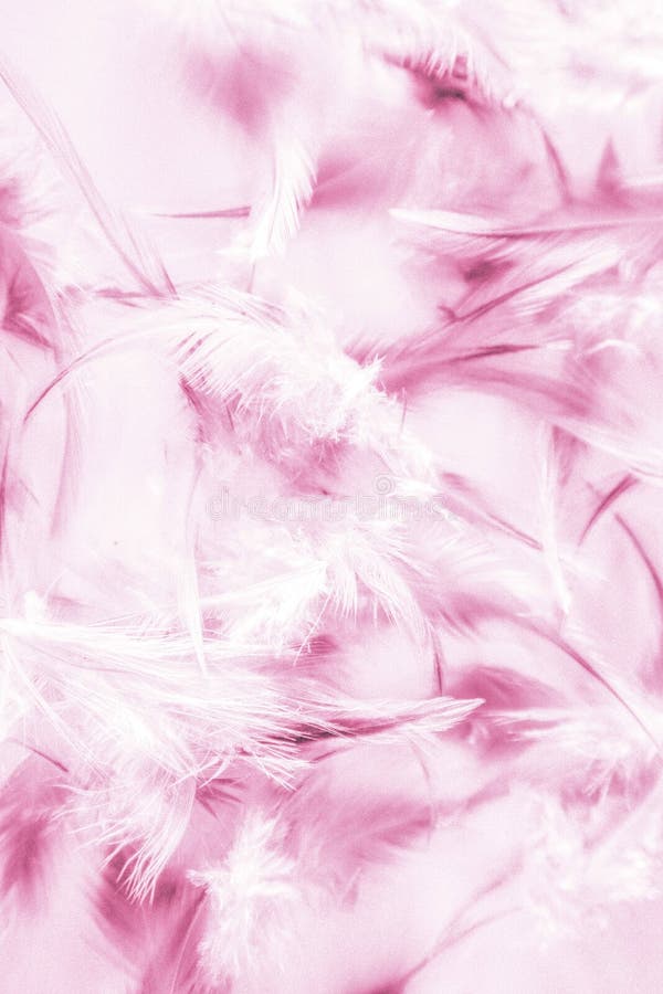 Schone Abstrakte Textur In Der Nahe Farbe Weiss Lila Und Rosa Federn Hintergrund Und Tapete Stockbild Bild Von Leben Blau 157413969