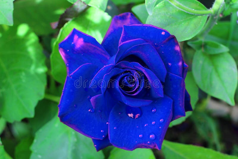 Schone Rose Schmetterling Auf Einer Blume Blumenbeet Im Garten Rosafrosa Rosen Mit Gelbem Schmetterling Und Weisser Kugel Stockfoto Bild Von Hell Muster 169550050