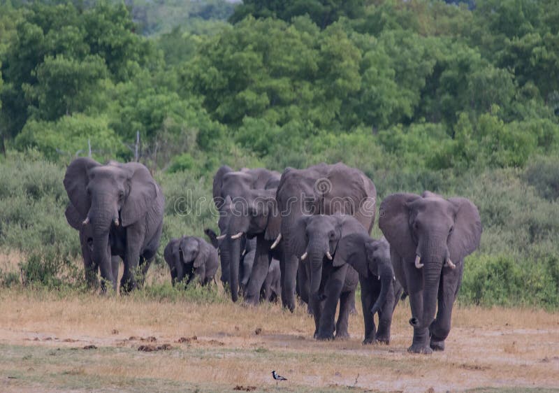 Schone Elefanten In Namibia Stockbild Bild Von Namibia Elefanten