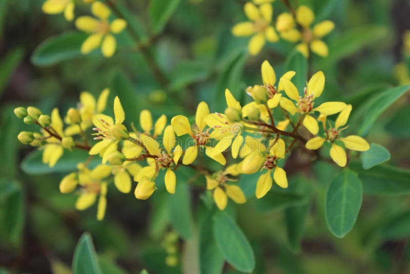 Schone Gelbe Blume Im Garten Mit Blatt Stockfoto Bild Von Blume Bild 108094008