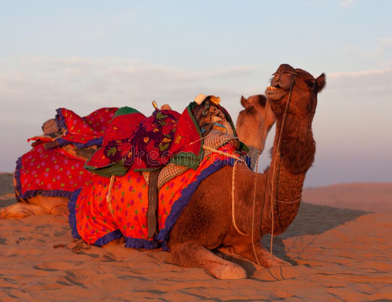 Schone Verzierte Kamelwartetouristen Fur Das Rucksichtslos Uber Dunen In Thar Wuste Nahe Jaisalmer Rajasthan Indien Stockbild Bild Von Wohnwagen Beduine 199886689