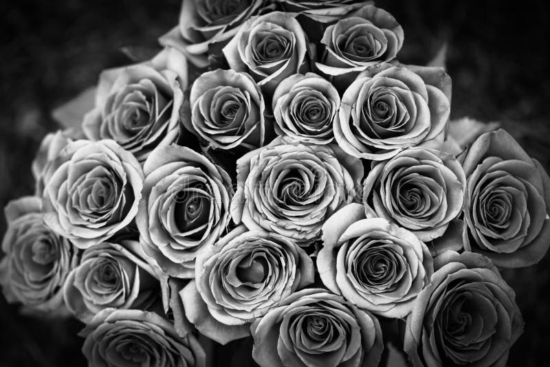 499 Rosen Schwarzweiss Und Fotos Kostenlose Und Royalty Free Stock Fotos Von Dreamstime