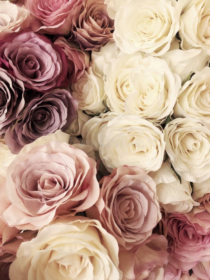 Schöner Weinlese Rosen-Hintergrund Weiße, Rosa, Purpurrote, Violette,  Sahnefarbblumenstraußblume Elegante Art Mit Blumen Stockbild - Bild von  nahaufnahme, rosa: 92680099