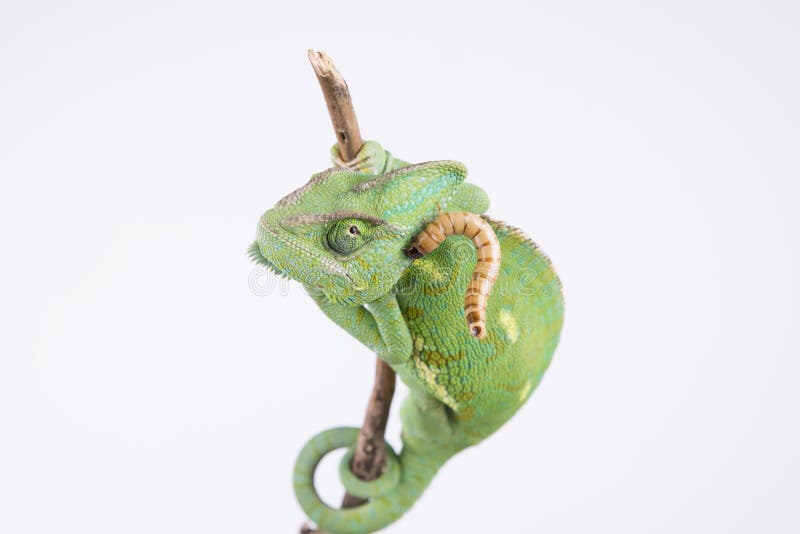 7 935 Chamaleon Fotos Kostenlose Und Royalty Free Stock Fotos Von Dreamstime