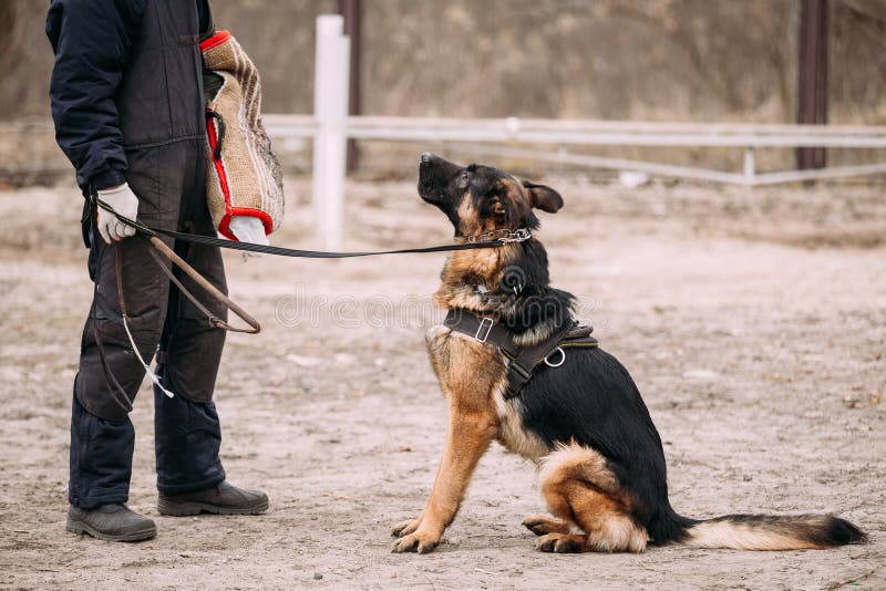 SchäferhundDogTraining Beißender Hund Elsässer Wolf Dog Deu