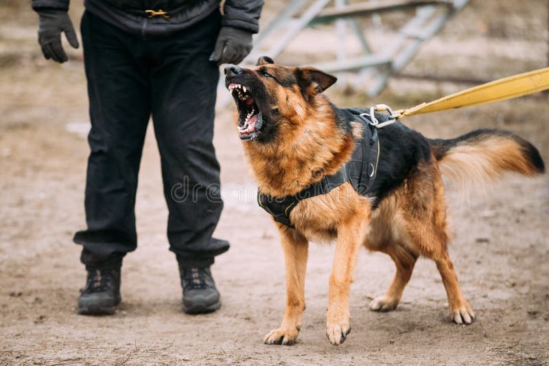 SchäferhundDogTraining Beißender Hund Elsässer Wolf Dog Deu