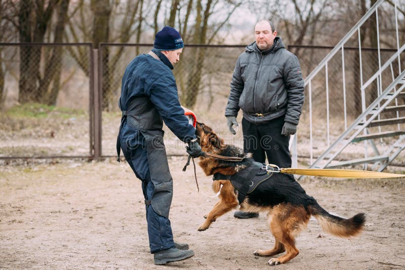 Verfolgen Sie Wettbewerb, Polizeihundetraining, Hunde Zur Schau Tragen