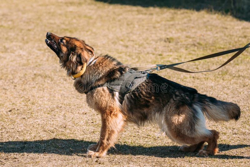 Verfolgen Sie Wettbewerb, Polizeihundetraining, Hunde Zur Schau Tragen
