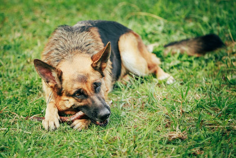 SchäferhundDogTraining Beißender Hund Elsässer Wolf Dog Deu