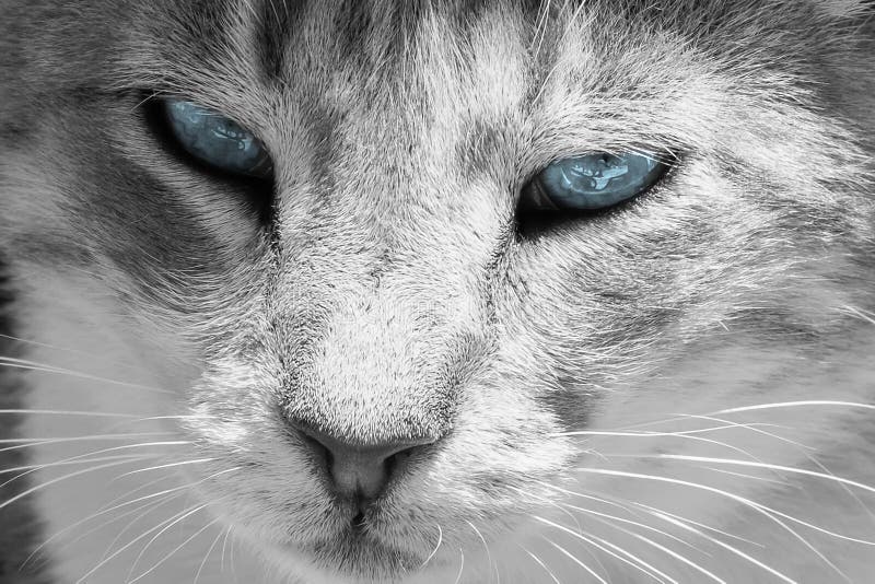 488,321 Augen Nahaufnahme Fotos Kostenlose und RoyaltyFree Stock