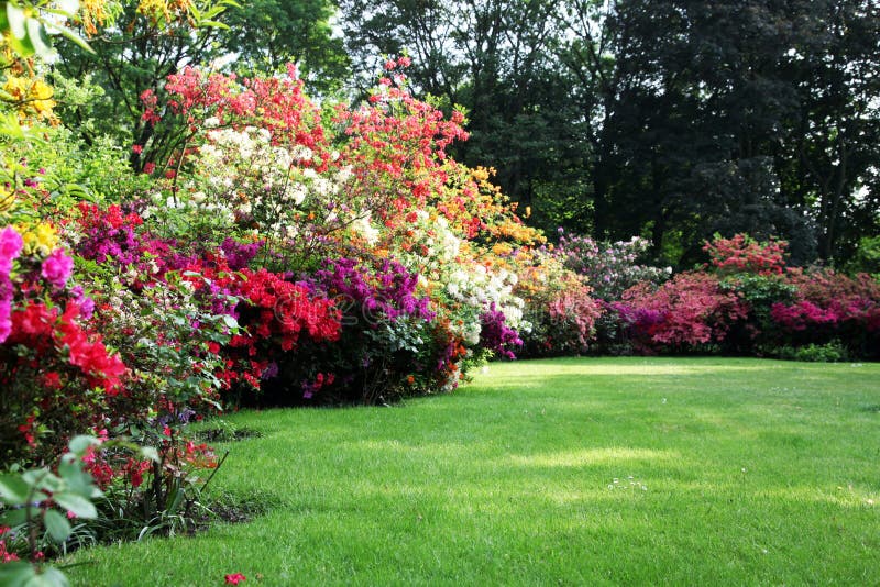 Schöner Blühender Rhododendron Im Garten Stockbild Bild