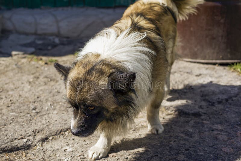 Hund mit dem langen Haar stockbild. Bild von hippie, tier 6761953