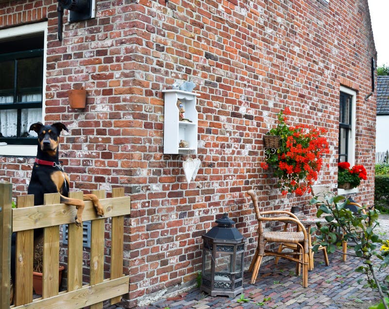 Schöner Hund, Der über Dem Gartenzaun Schaut Stockfoto Bild von fell