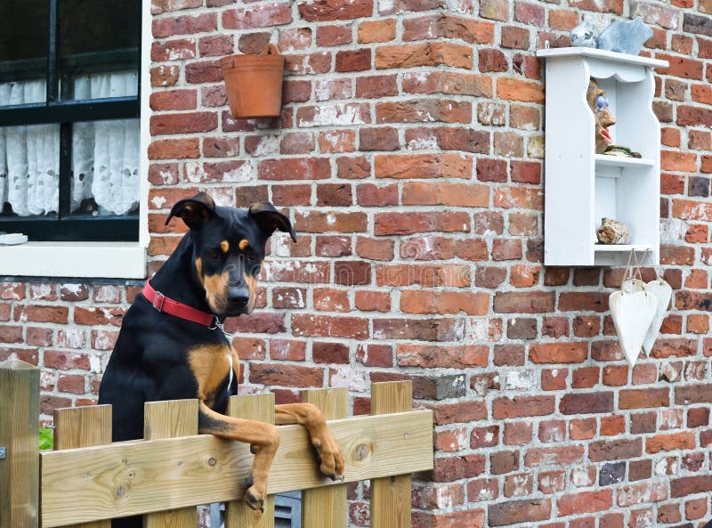 Schöner Hund, Der über Dem Gartenzaun Schaut Stockfoto Bild von fell