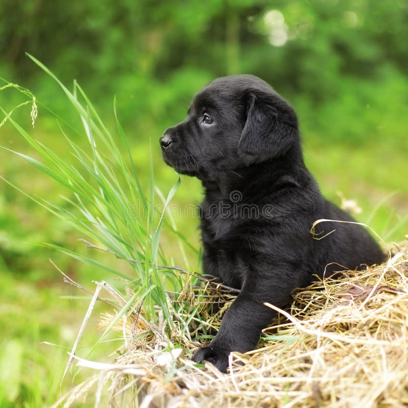 Schwarzer Hund Labrador Des Welpen Stockbild Bild von süß, freund